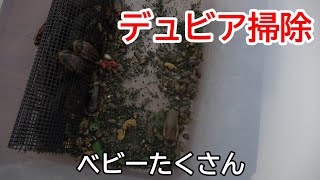 デュビアの飼育ケースを掃除したらベビーの数がヤバかった【爬虫類の餌】