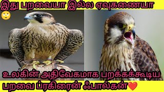 உலகின் அதிவேக பறவை ப்ரகிரைன் ஃபால்கன் பற்றிய ஆச்சிரியமான தகவல்❤️. #youtube