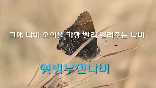 (한국의 나비 57) 쇳빛부전나비