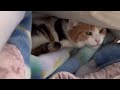 【三毛猫】年末のご挨拶（2023年12月31日）