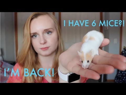 I'm Back! & new pets?! I'm Back! & new pets?!