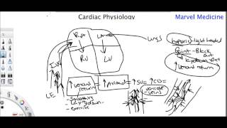 Cardiac Physiology Preload