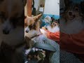 われの場所じゃ！！ 怒る犬 困る犬 たまにこういう顔する シェルティ sheltie papillon パピヨン いぬいぬの生活