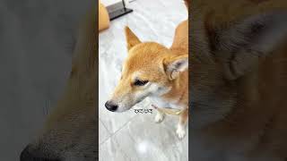 2岁柴犬“贱贱”只剩一个眼，战力依旧不减当年 主人吐槽养着心累。#壹陸训犬 #柴犬 #万物可爱计划 #被小狗治愈的一万个瞬间