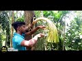 the story of kitul kithul kapima sri lankan culture documentary