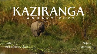 Rhino Grazing Near Kathpoda | Jan 2022 Wildlife Tour | Central Zone, Kaziranga National Park, Assam