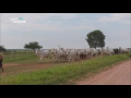 【k】brazil travel corumba 브라질 여행 코룸바 샌프란시스코 농장 투어3 가우슈식 소몰이 cattle shed calf pasture gaucho