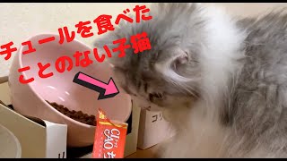 初チュール挑戦！果たして食べてくれるのかな？【eating sounds by kitten】