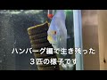 動画no.14 赤虫育成の経過報告です。登録者100人達成ありがとうございます！ ^^ スーパーブルーダイヤモンドディスカスの子供たち。 ディスカス 熱帯魚 アクアリウム