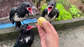 放生后第一次经历暴雨的喜鹊，彻底成落汤鸡了丨天下一场梦