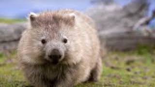 super cute wombats