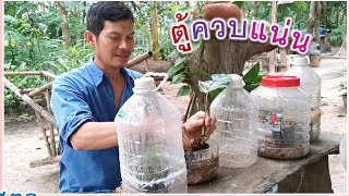 อบต้นไม้ ควบแน่น​ ไม้ด่าง​ ตู้อบต้นไม้ ตู้อบขนาดเล็ก ตู้อบdiy วิธีขยายพันธุ์ ไม้ด่าง​ อิพิด่าง