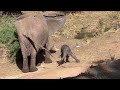 tiny baby elephant less than 24 hours old learns how to walk