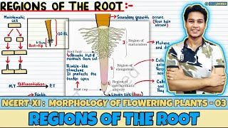 Morphology of Flowering Plants| Lec 3- Regions of the Root| Class 11| NEET| Neetology