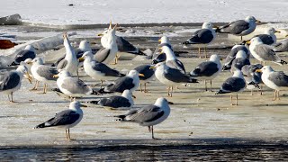 Хохотуньи на пролете. Larus cachinnans. Птицы Беларуси.