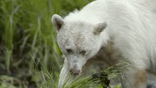 Spirit Bear Lodge in BC's Great Bear Rainforest