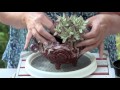 How to Select Succulents for an Art Pot