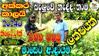 How to grow flowers |පිච්චමල් වගාවේන් මාසෙට ලක්ෂයක් | Jasmine Land |piccha mal wagawa |2024|🌷🌷🌷