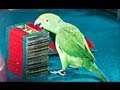 Parrot Picks Tarot Card (Kili Josiyam) in Madurai, India