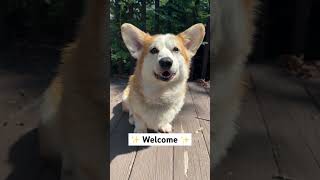 Here comes the floofiest dog you have ever seen 🥺 #shorts #dog #corgi