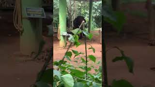 Elephants in Captivity at ‘Abhayaranyam’ in Ernakulam