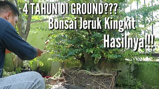 4 tahun di ground? bonsai jeruk kingkit dan hasilnya!!!