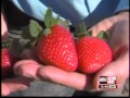 Winterstar strawberry is a sweet newcomer to Florida farms