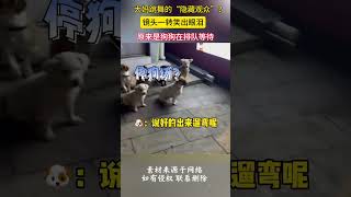 大妈跳舞的“隐藏观众”？镜头一转笑出眼泪，原来是狗狗在排队等待