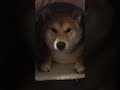 お散歩を拒否して籠城した柴犬 shorts 柴犬