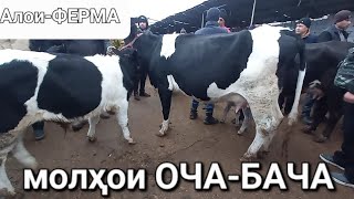 Молбозори Хуҷанд. 5.01.2025 Нарху навои молҳои оча-бача, ҳомила, буқачаҳои зотии симментал, герефорд