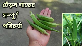 ঢেঁড়স বা ভেন্ডি গাছের পরিচর্যা।।Dharosh ba vendi gacher porichorja... ladies finger plant care