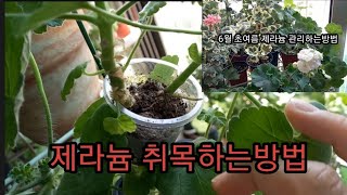 제라늄똥손도100%삽목성공하는법##제라늄취목쉽게하는방법##초여름제라늄관리요령#제라늄물주는법##여름철삽목성공법