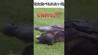 [Tortoises that want to be eaten again]Try not to laugh funny videos dubbing episode84 #shorts