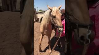 Brio horsemanship Jacynthe