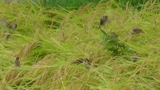 【不耕起栽培と田舎暮らし】田んぼのスズメ