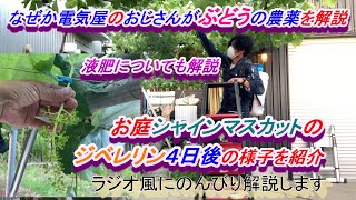 なぜか電気屋のおじさんがぶどうの農薬と液肥紹介とジベレリン4日後の様子をじっくり紹介！シャインマスカットのその後は？時間がある方見てね