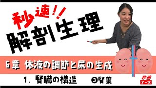 【秒速ナース】6章 体液の調節と尿の生成1 腎臓の構造3【解剖生理-授業動画】