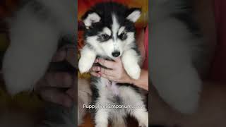 Lupus's highlight reel @puppytimeemporium7080 #pomsky #puppy #puppylovers