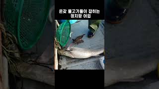 온갖 물고기들이 잡히는 정치망 어업 #shorts