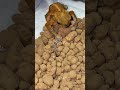 ミヤコヒキガエルのエサ捕食動画🐸