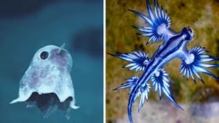 Most ADORABLE Sea Creatures