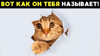 Узнай, какое СЕКРЕТНОЕ имя дал тебе твой кот!