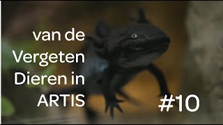 # 10 van de Vergeten Dieren in ARTIS