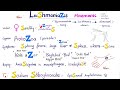 leishmania mnemonic leishmaniasis protozoa female sandfly vector mnemonics playlist