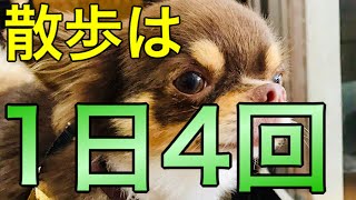 【おしゃべりペット】[自粛犬] 週一でいい室内犬なのに。