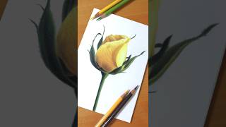 Yellow Rose, from my class How to Draw Flowers with Colored Pencils #drawing #flower #coloredpencil