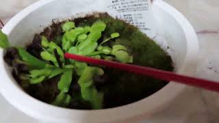 0498 孫悟飯の今日PON 食虫植物3種の生育 13