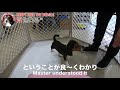 プロに学ぶ成功する犬のしつけ方法！言葉使いのコツとは？