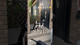 【猟師んちの6ボーダーズ】並ぶ犬をランダムに呼んでみた【今朝のふじはらさんち】