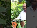 மாமே சப்போட்டா 3 years to fruiting 🍈🔥 the fast growing exotic delight for your garden